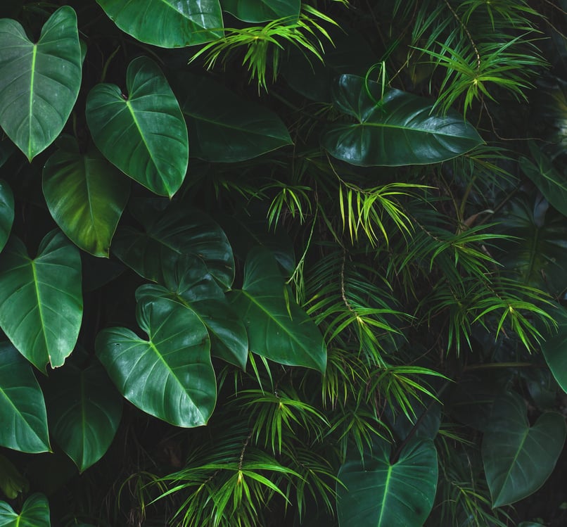 Jungle leaves background